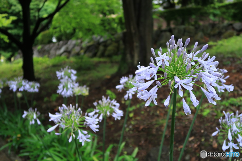 アガパンサス咲く日