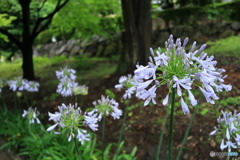 アガパンサス咲く日