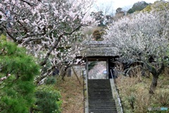 梅咲く東慶寺