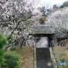 梅咲く東慶寺