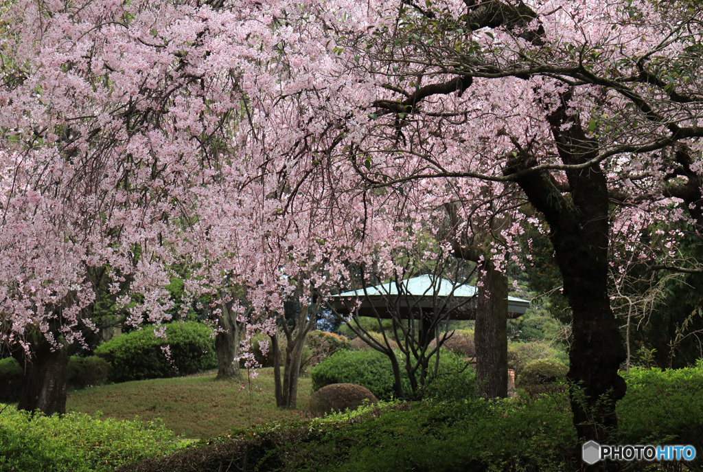 桜咲く公園