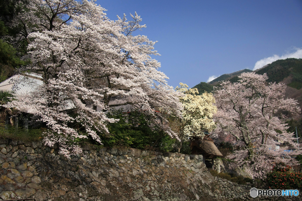 山寺の春 -3