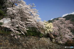 山寺の春 -3