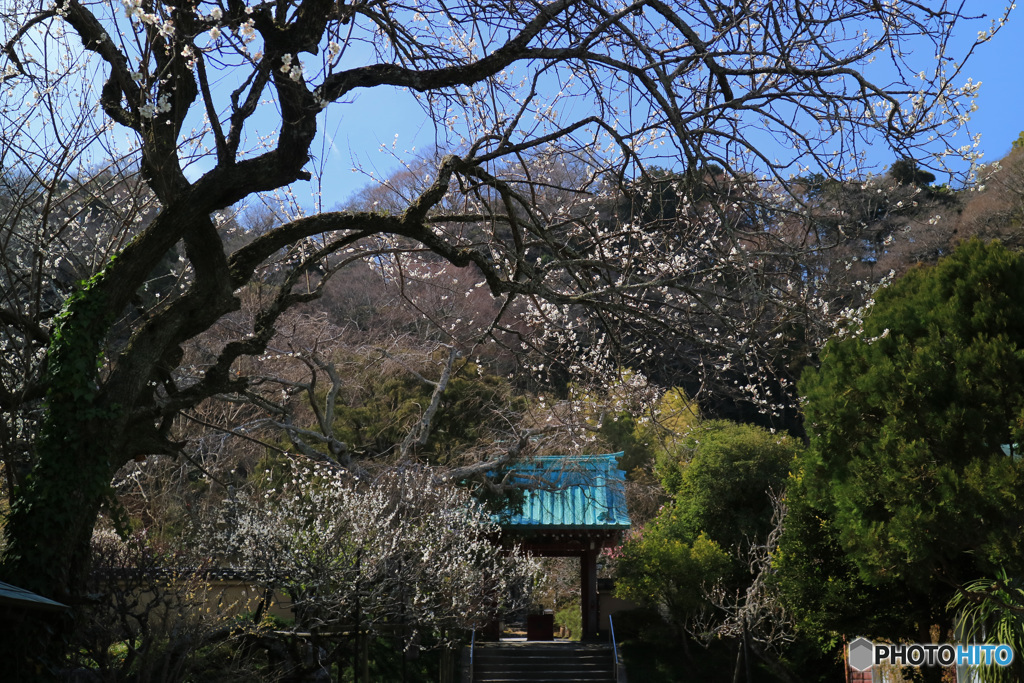門前に咲く
