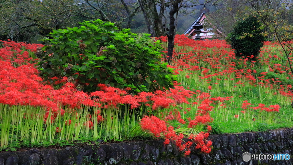 山寺に咲く (643T)