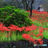 山寺に咲く (643T)