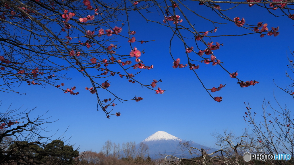 梅がチラホラと・・