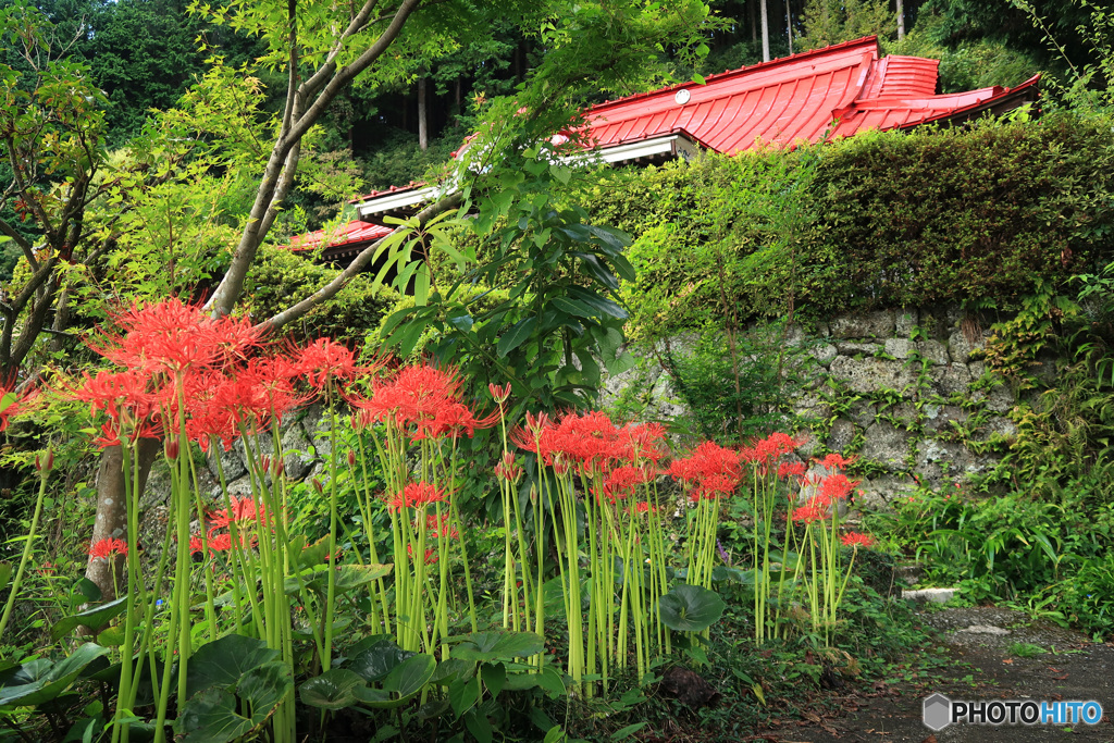 彼岸花咲く境内
