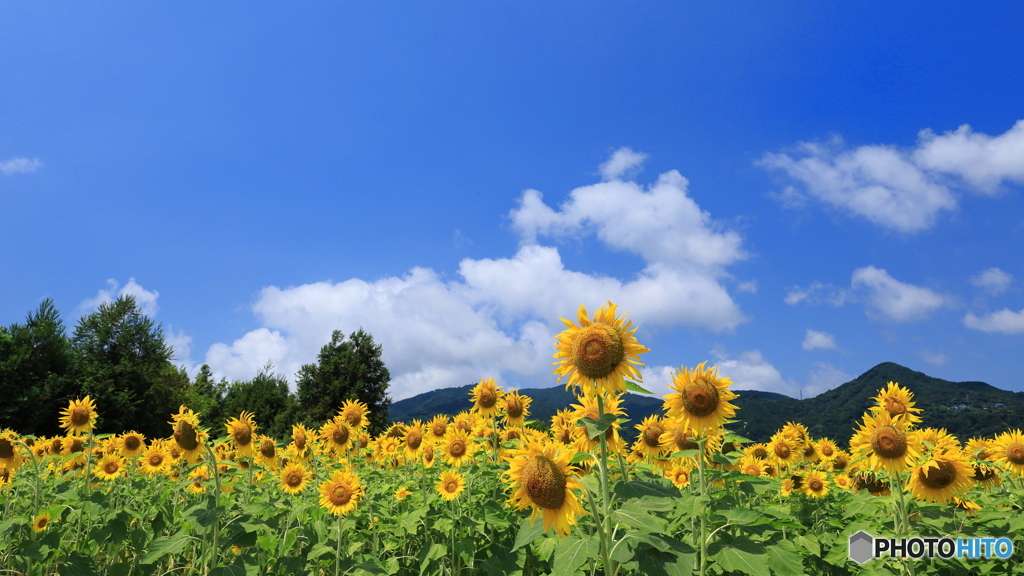 夏の日に