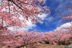 桜いっぱいの丘