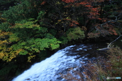 渓谷の紅葉