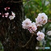 春色の梅