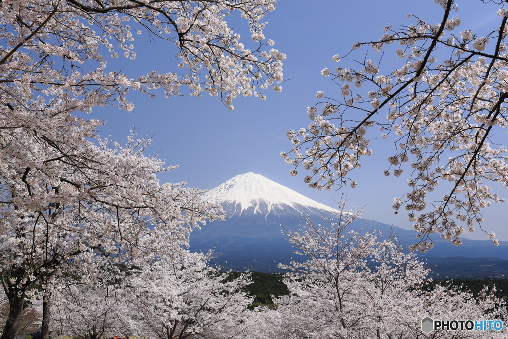 富士を望む丘で