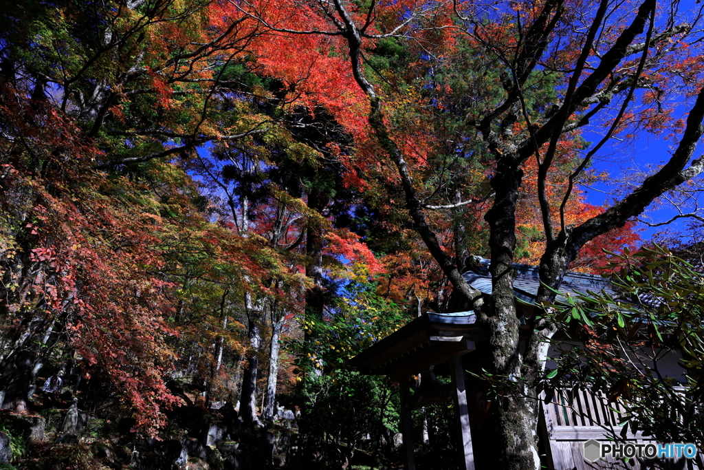 山寺の秋  (567T)