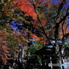山寺の秋  (567T)