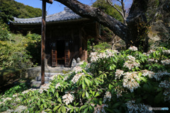 馬酔木（あせび）咲く境内