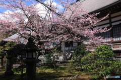 境内に告げる春