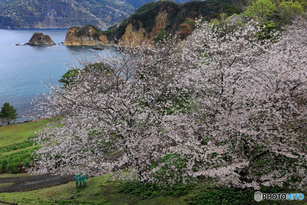 海の見える桜公園で