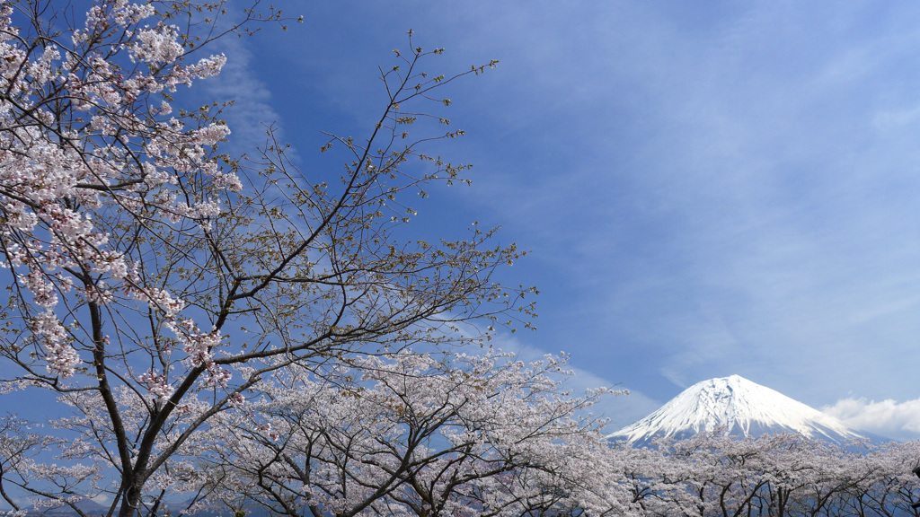 青空と富士と桜と (29T)