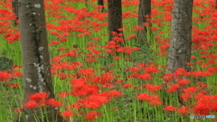 林に咲く彼岸花