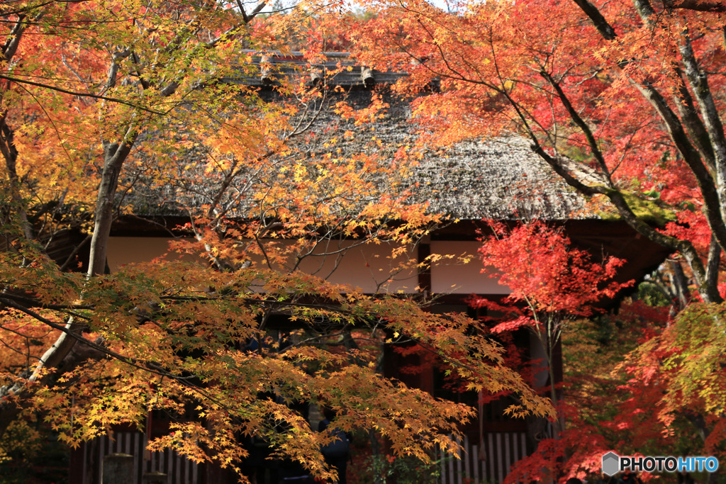 錦秋の山門