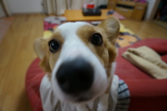ぬぼ～