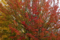 紅葉