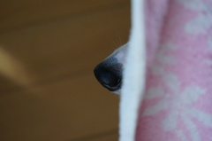 顔隠して鼻隠さず