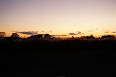 すすきと夕日