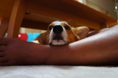 特等席