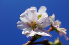 十月桜