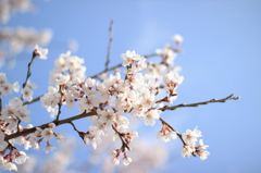 桜②