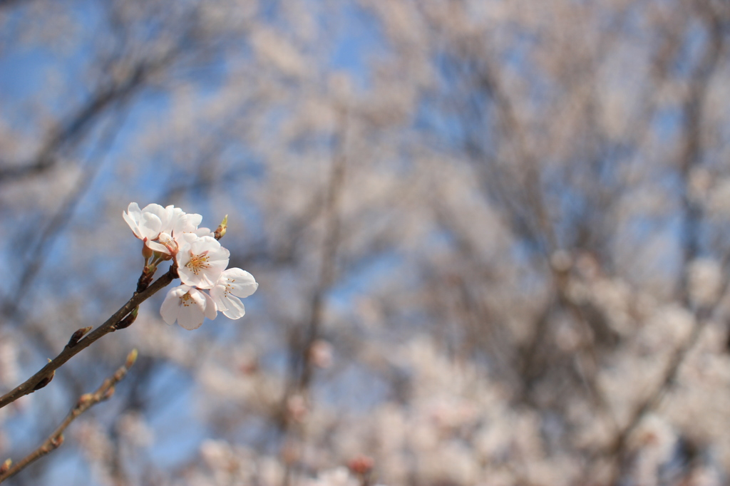 桜①