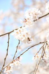 桜④