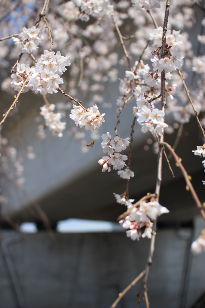 桜③