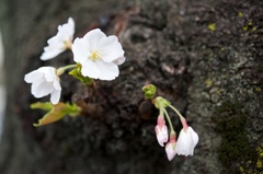 幹桜