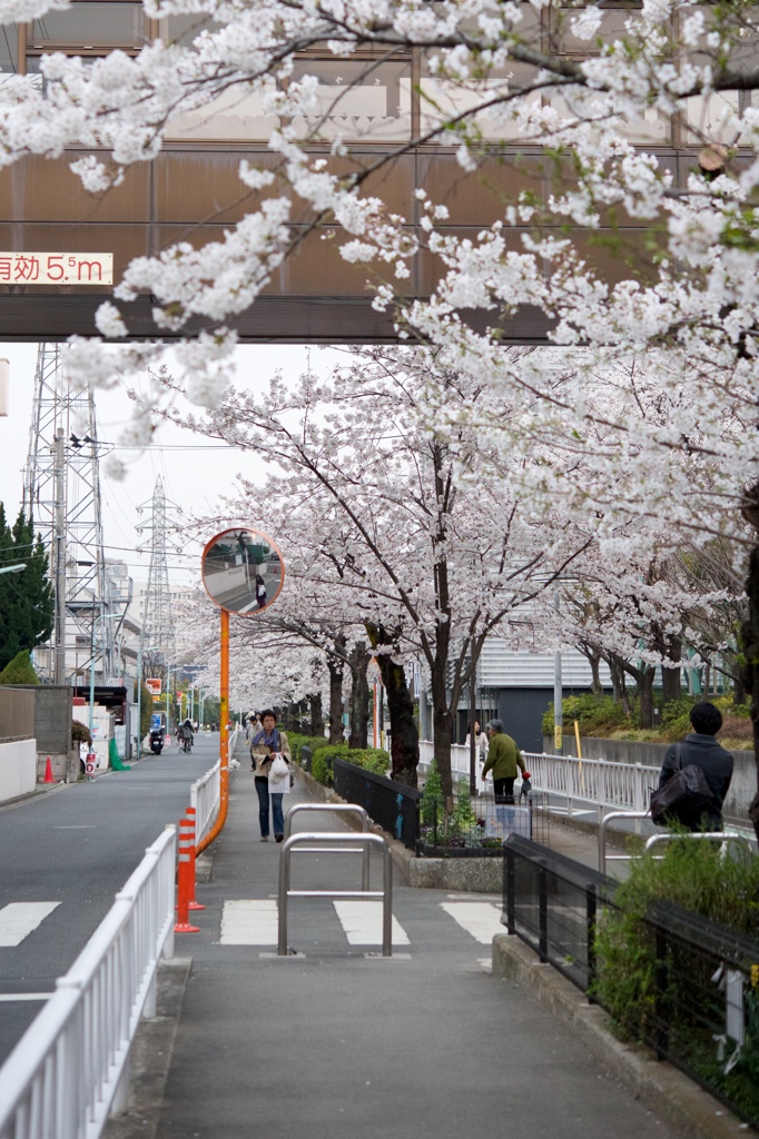 近所の桜並木