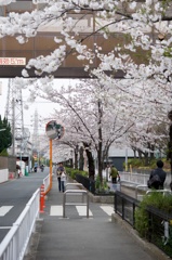 近所の桜並木