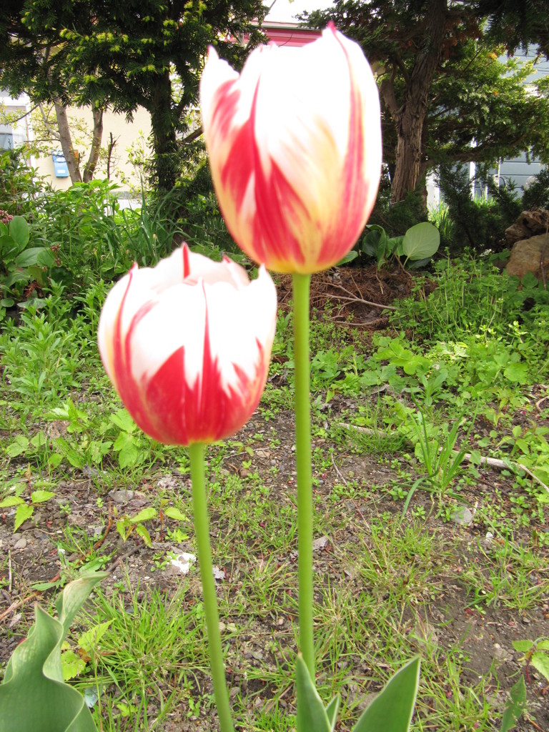 2012-6 104　寄り添う