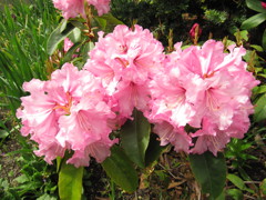 2012-6 116　シャクナゲ