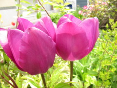 2012-6 100