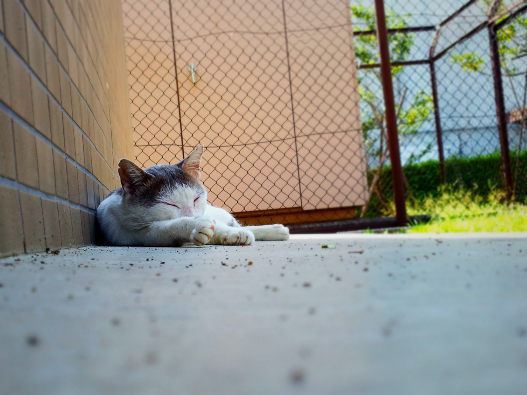 海辺のにゃんこ