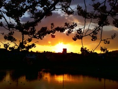 桜、夕日、湖