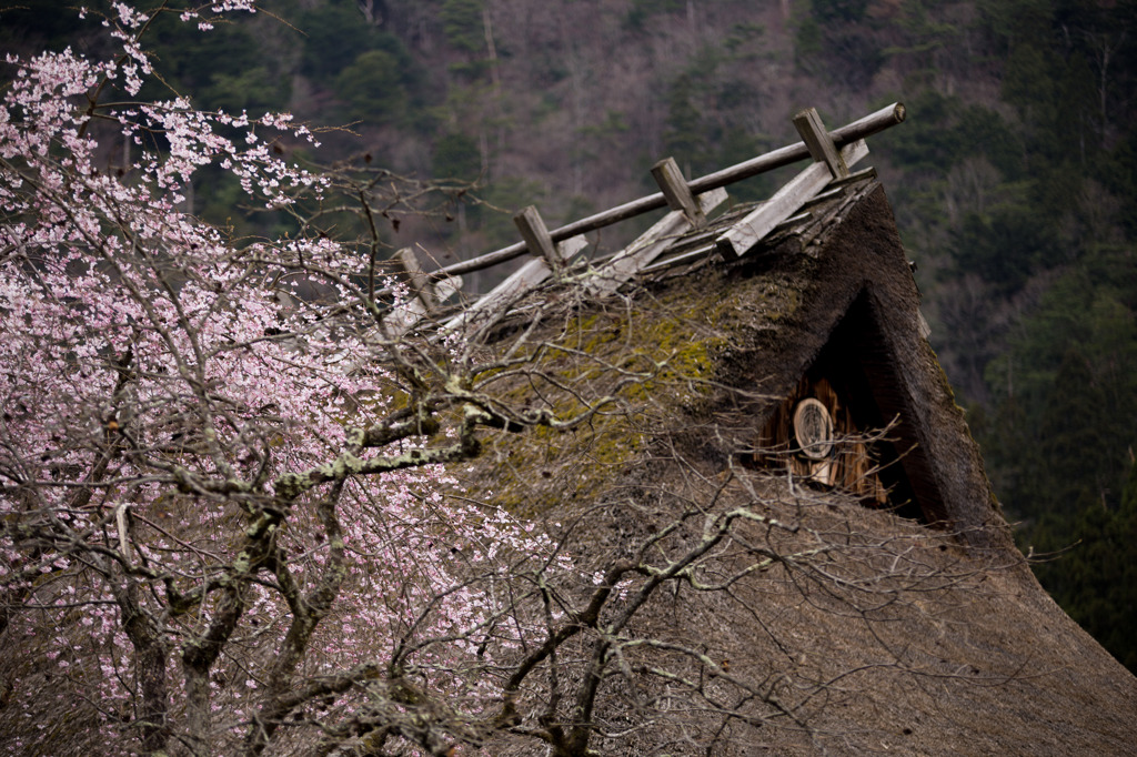 里の春情景　５