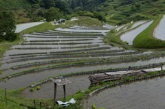 田植え唄