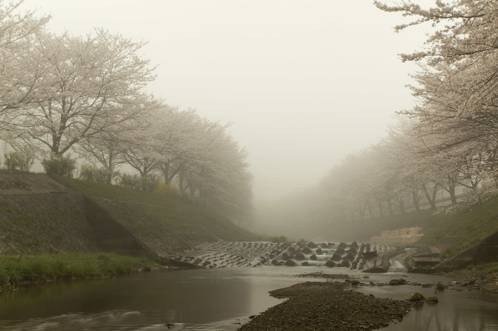 霧桜に誘われて