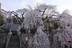 薄明の枝垂れ桜