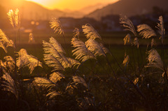 Golden autumn