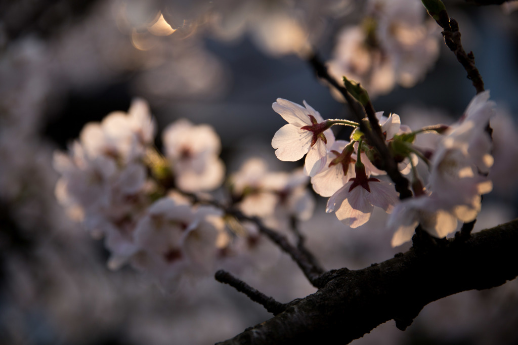 花障子