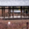 京のにわか雨